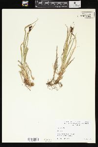 Carex tolmiei image