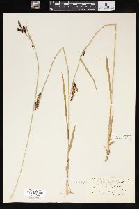 Carex tolmiei image