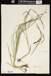 Carex tolmiei image