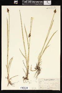 Carex tolmiei image