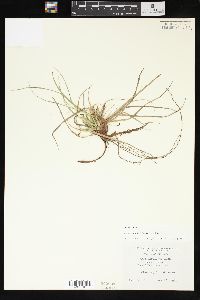 Carex tonsa image