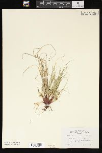 Carex tonsa image