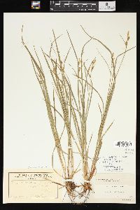 Carex torreyi image