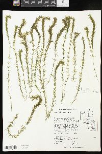 Hydrilla verticillata image