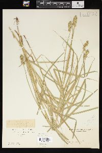 Carex tribuloides var. tribuloides image