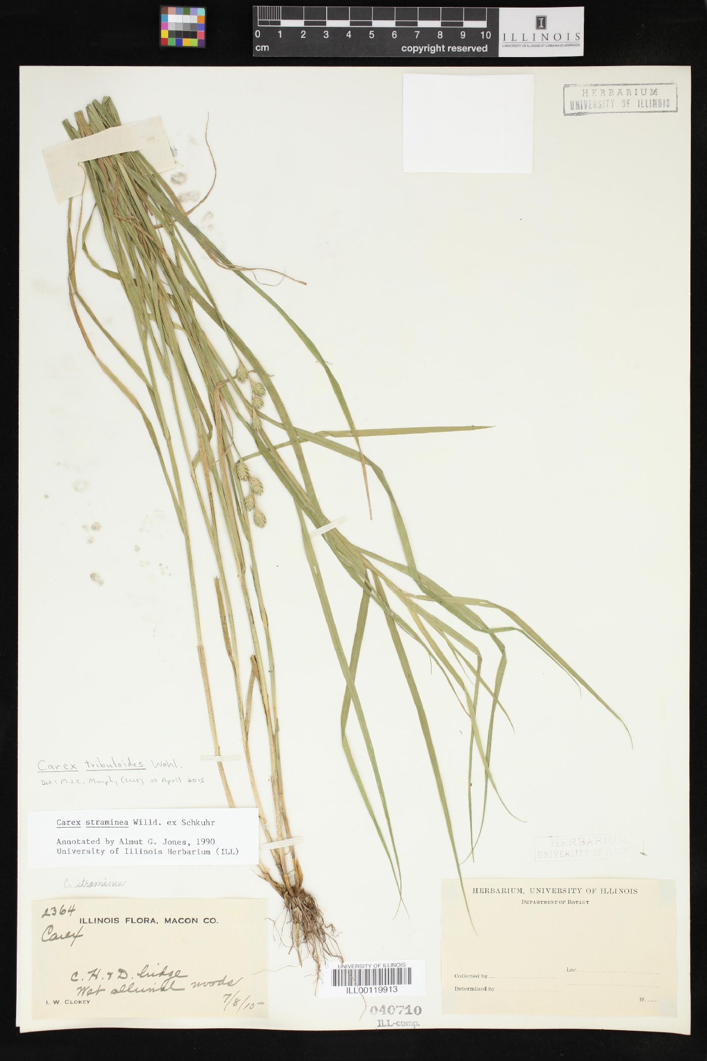 Carex tribuloides var. sangamonensis image
