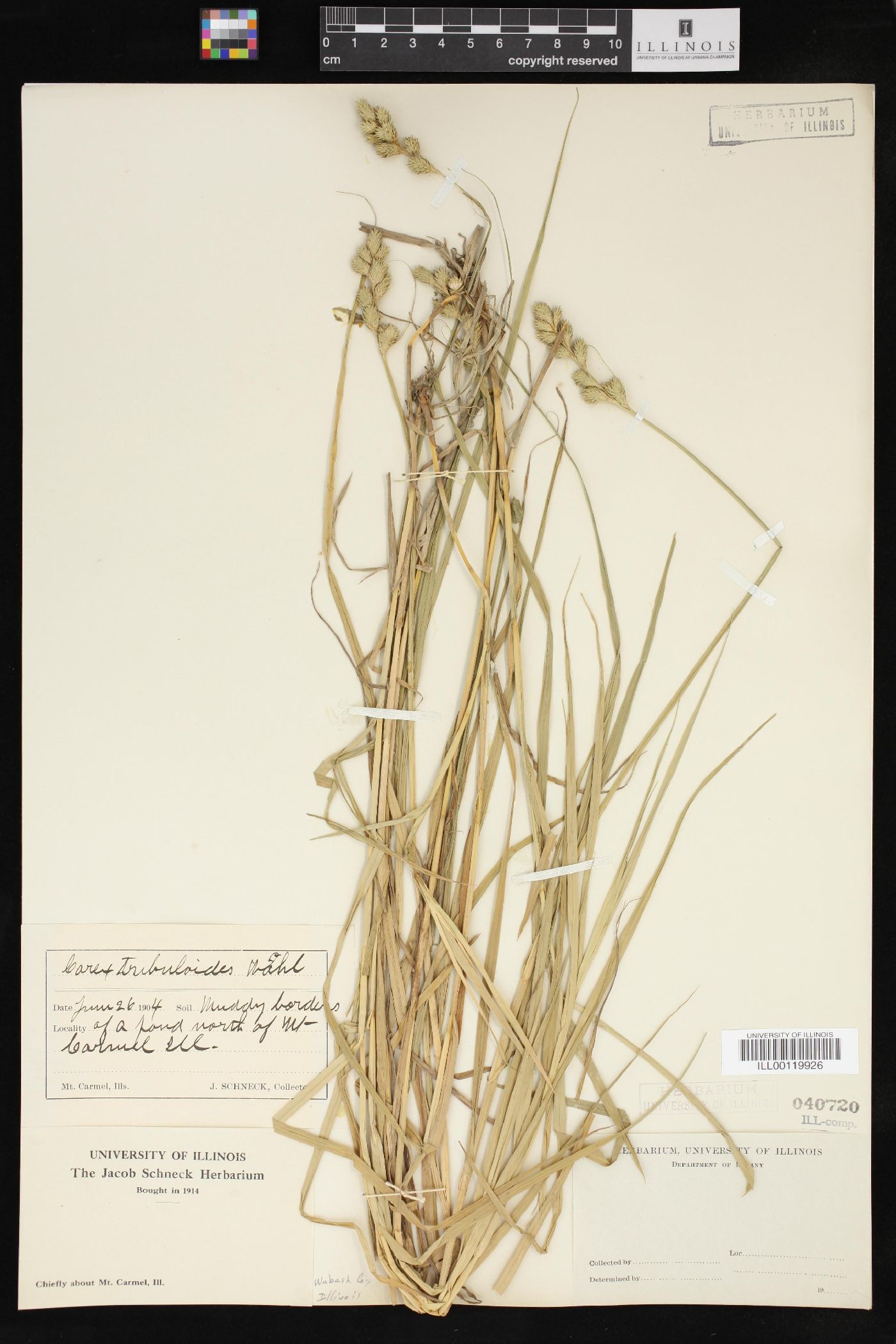 Carex tribuloides var. sangamonensis image