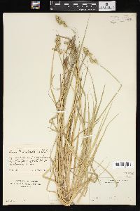 Carex tribuloides var. sangamonensis image