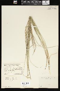 Carex festucacea image