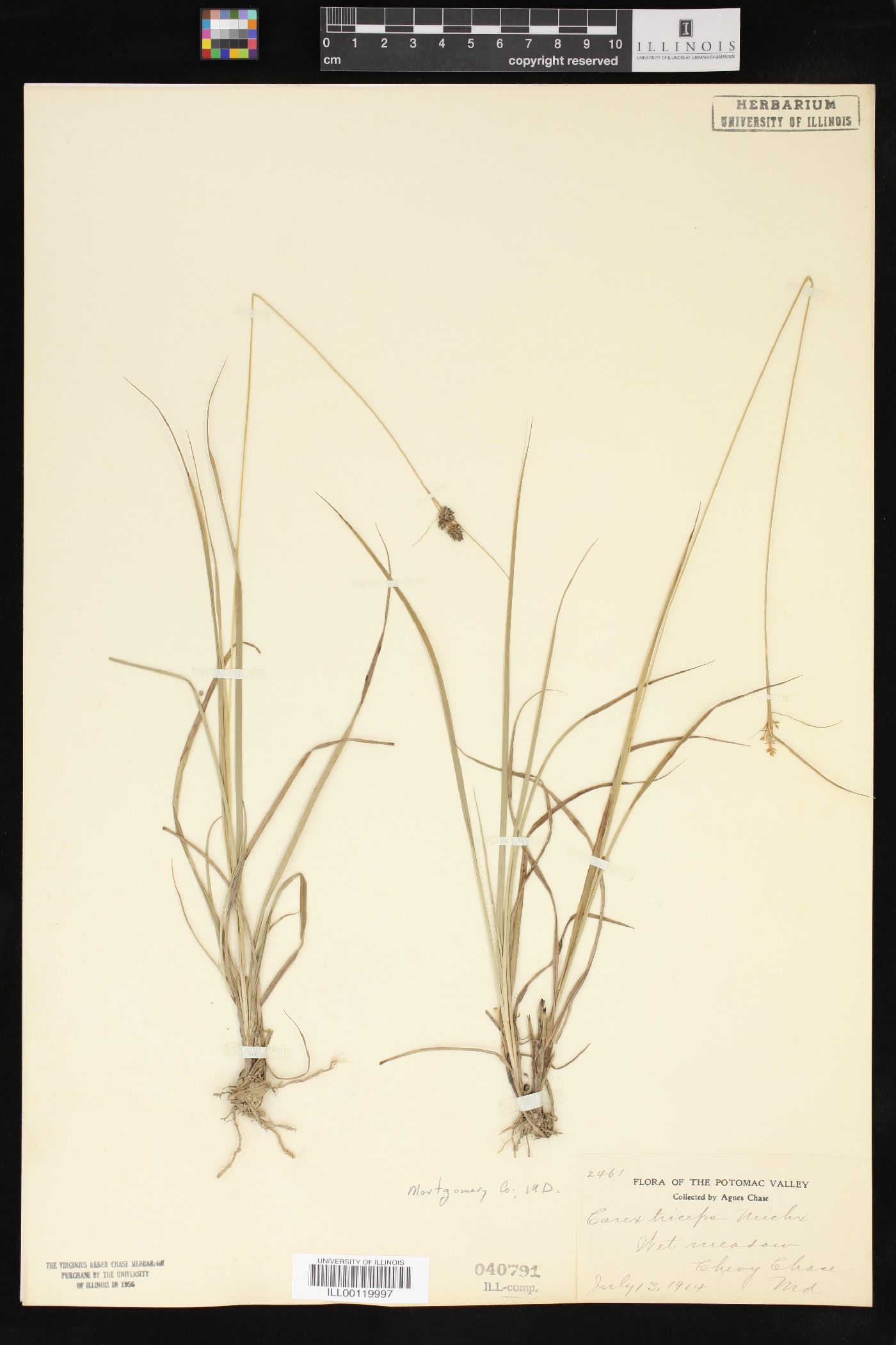 Carex triceps image