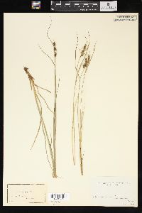 Carex triceps image