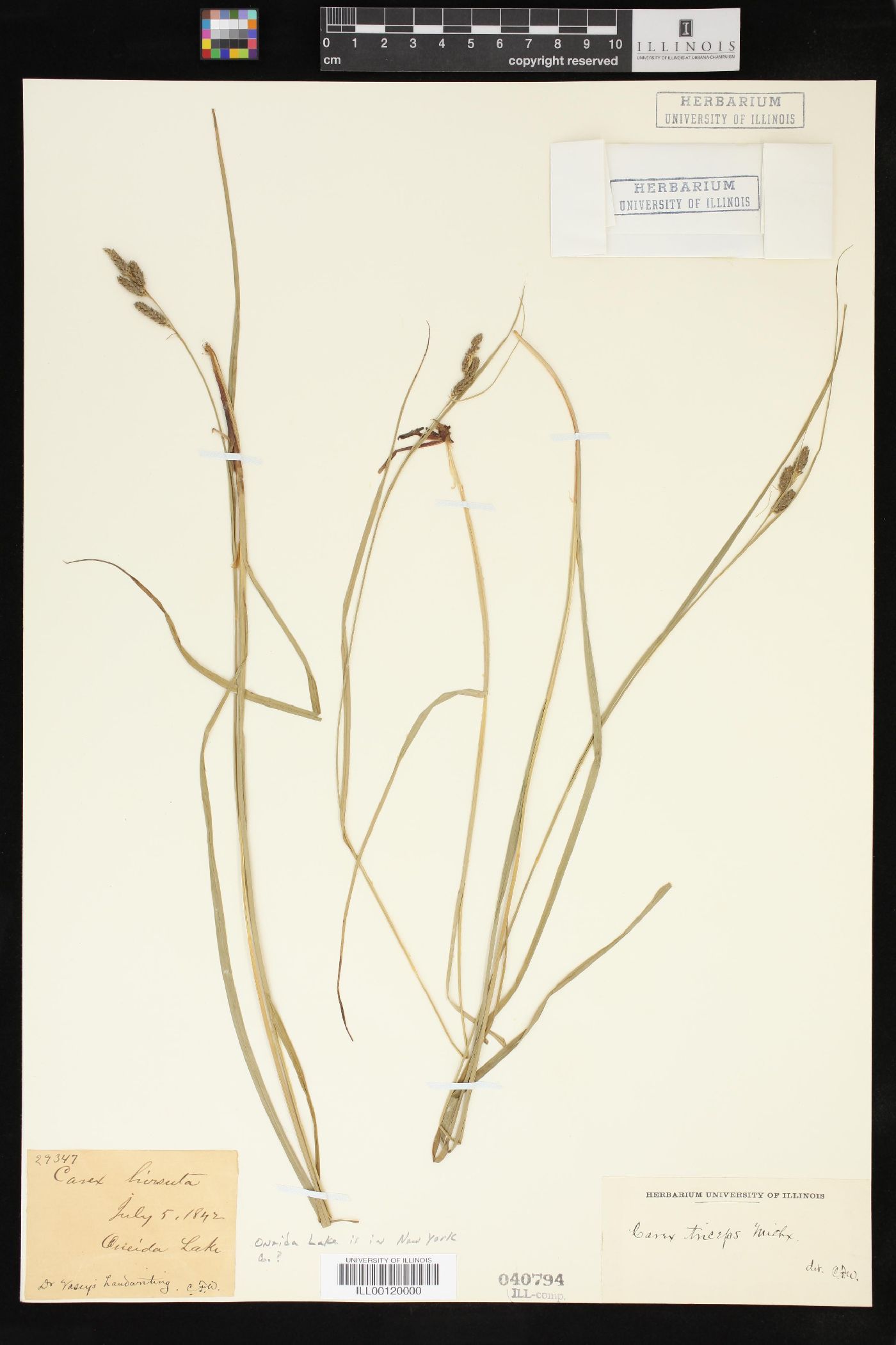 Carex triceps image