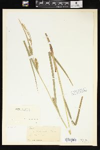 Carex trichocarpa image