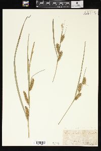 Carex trichocarpa image