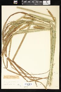 Carex trichocarpa image