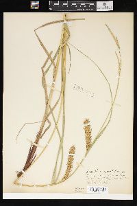 Carex trichocarpa image