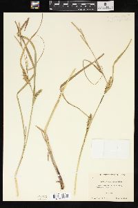 Carex trichocarpa image