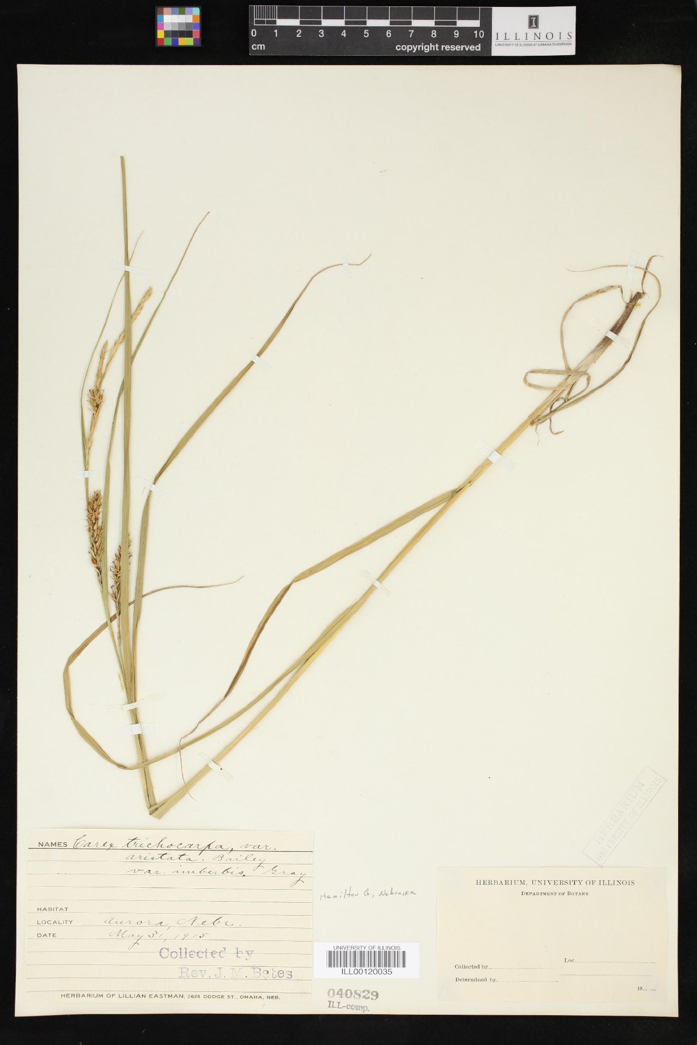 Carex trichocarpa var. aristata image