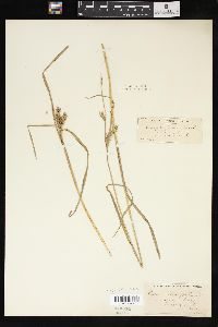 Carex atherodes image