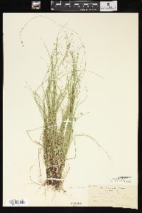 Carex trisperma image