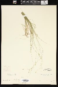 Carex trisperma image