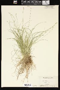 Carex trisperma image