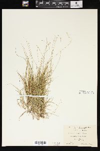 Carex trisperma image