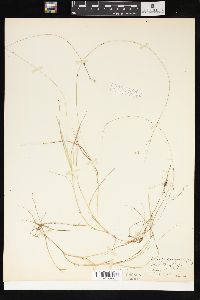 Carex trisperma image