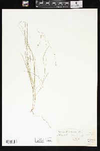 Carex trisperma image