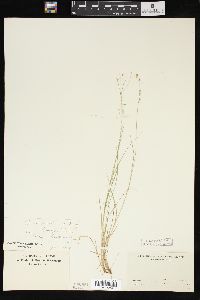 Carex trisperma image