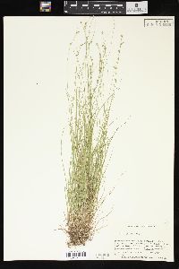 Carex trisperma image