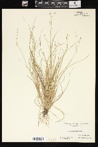 Carex trisperma image