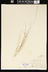 Carex trisperma image