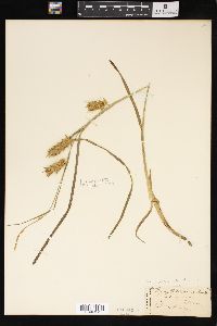 Carex tuckermanii image