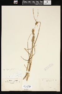 Carex tuckermanii image