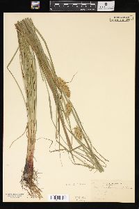 Carex tuckermanii image