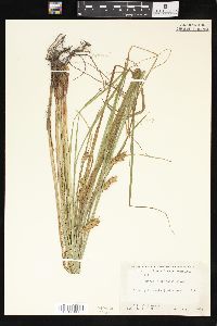 Carex tuckermanii image