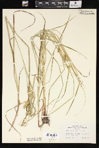 Carex tuckermanii image