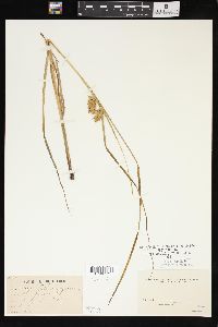 Carex tuckermanii image