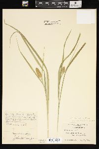 Carex typhina image