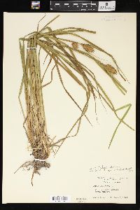 Carex typhina image