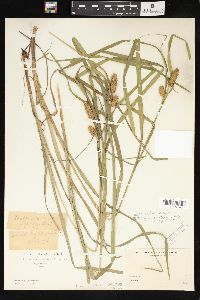 Carex typhina image