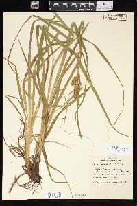 Carex typhina image