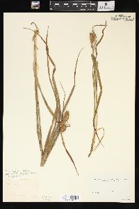 Carex typhina image