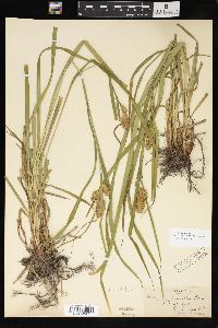 Carex typhina image