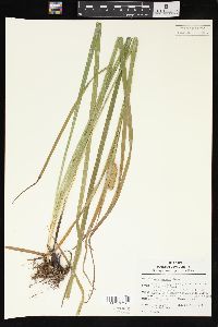 Carex typhina image