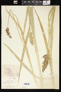 Carex uberior image