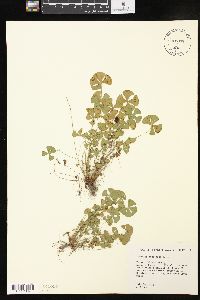 Marsilea vestita image