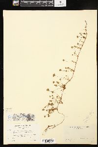 Marsilea vestita subsp. vestita image