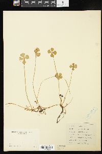 Marsilea quadrifolia image